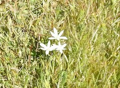 Ornithogalum narbonense