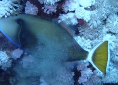 Sufflamen albicaudatum