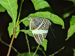 Colobura dirce