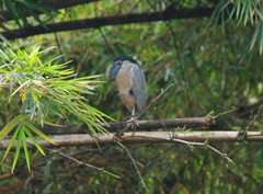 Cochlearius cochlearius panamensis