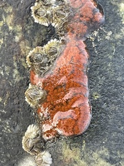 Botrylloides violaceus