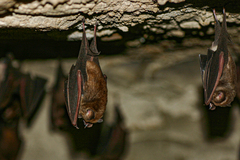 Hipposideros