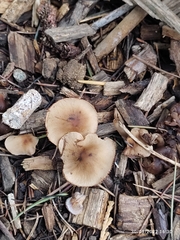 Macrocystidia cucumis