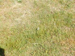 Ornithogalum narbonense
