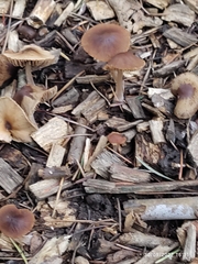 Macrocystidia cucumis