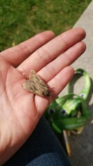 Noctua pronuba