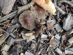 Macrocystidia cucumis