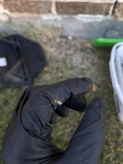 Tetragnatha laboriosa