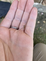 Tetragnatha laboriosa