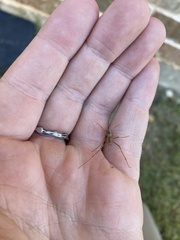 Tetragnatha laboriosa