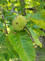Castanea mollissima