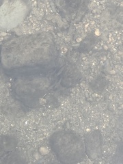 Hypentelium nigricans