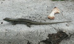 Trachylepis comorensis