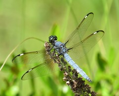 Libellula cyanea