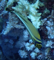 Chaetodon austriacus