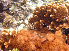 Amphiprion mccullochi