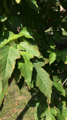 Acer ginnala