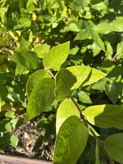 Calycanthus occidentalis
