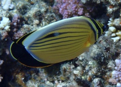 Chaetodon austriacus