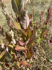 Salix eriocephala