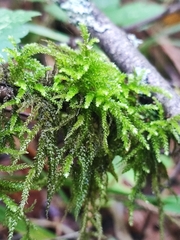 Eurhynchium