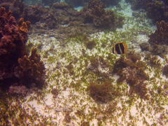 Chaetodon tricinctus