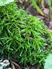 Eurhynchium