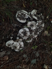 Lactifluus vellereus