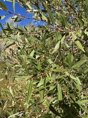 Salix laevigata