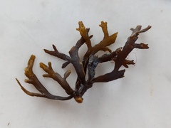 Cystoseira compressa