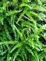 Eurhynchium