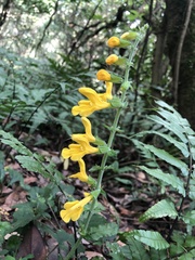 Salvia nipponica