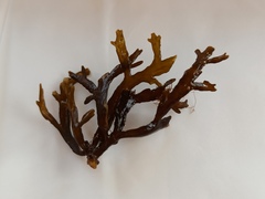 Cystoseira compressa