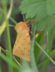 Diacrisia purpurata