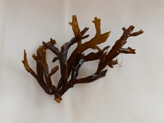 Cystoseira compressa