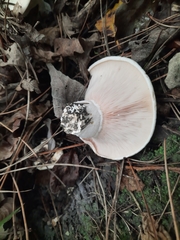 Lactifluus vellereus