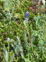 Oxytropis splendens