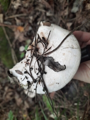 Lactifluus vellereus