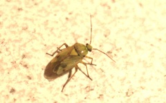 Lygus gemellatus