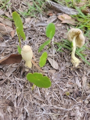 Leucocoprinus