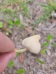 Leucocoprinus