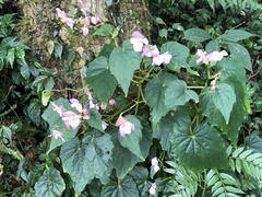 Begonia formosana