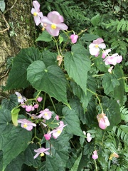 Begonia formosana