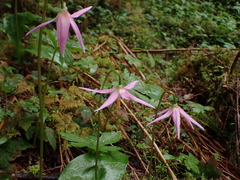 Erythronium revolutum