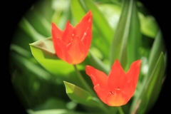 Tulipa