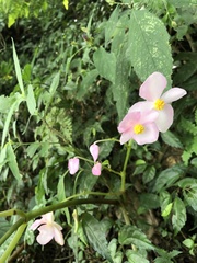 Begonia formosana