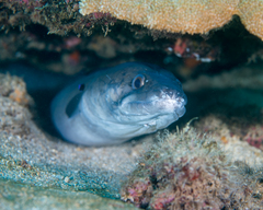 Hawaiian Mustache Conger photo 2