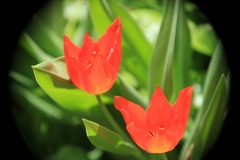 Tulipa