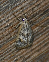 Loxostege allectalis