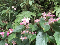 Begonia formosana